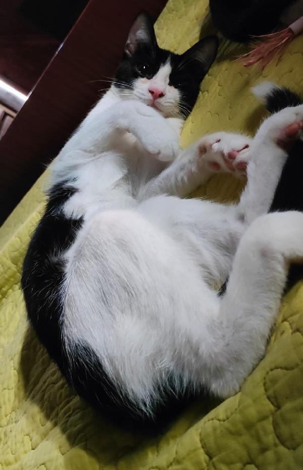 FELIX & SILVESTRO, pupi meravigliosi Foto 2